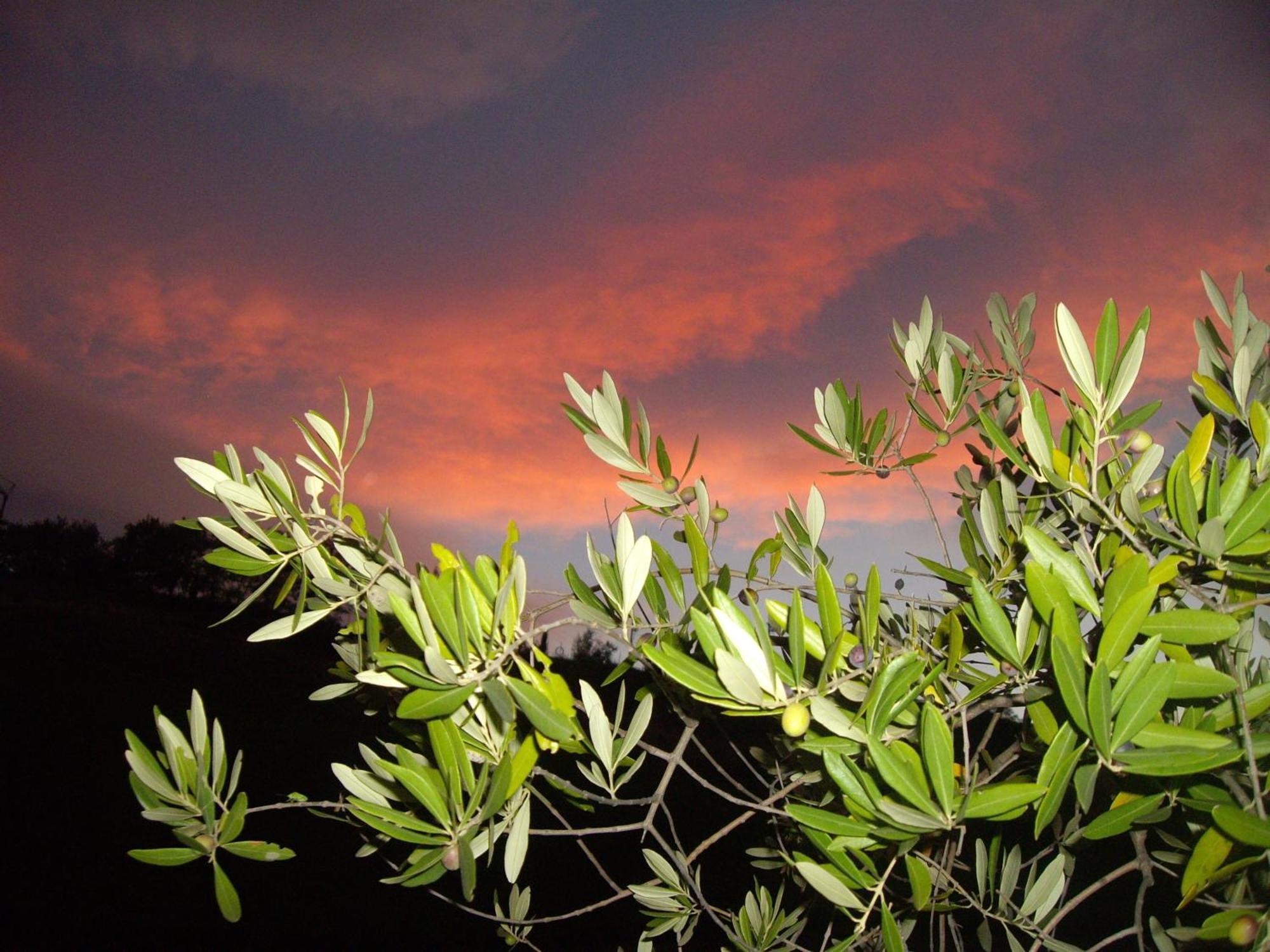 Agriturismo Il Borgo Degli Ulivi Roseto Degli Abruzzi Exterior foto