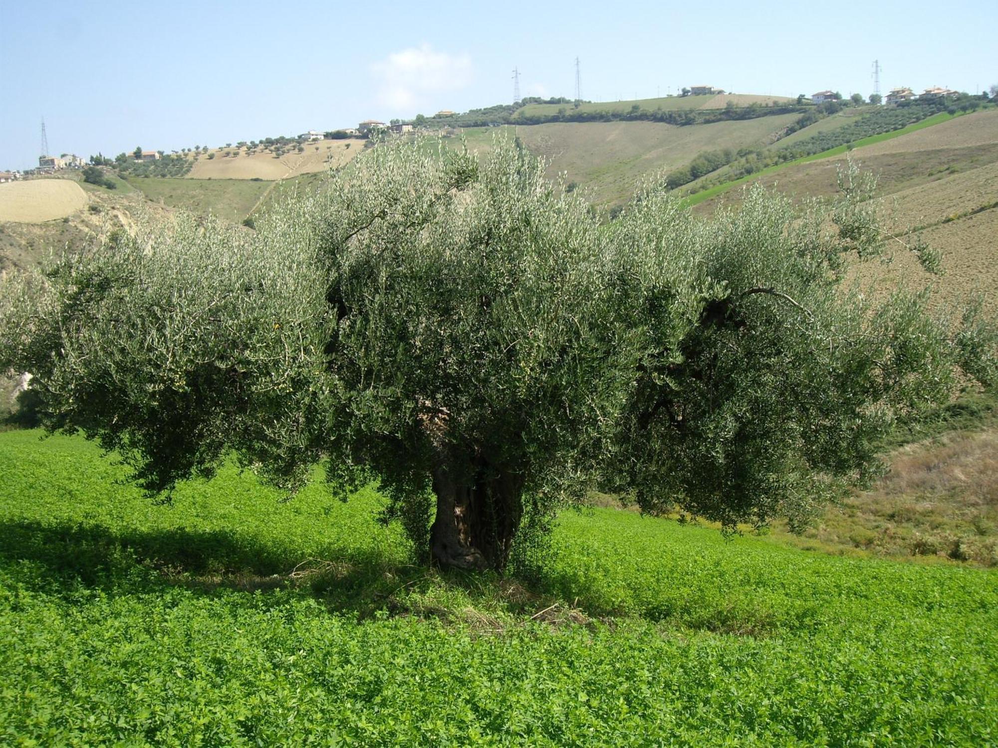 Agriturismo Il Borgo Degli Ulivi Roseto Degli Abruzzi Exterior foto