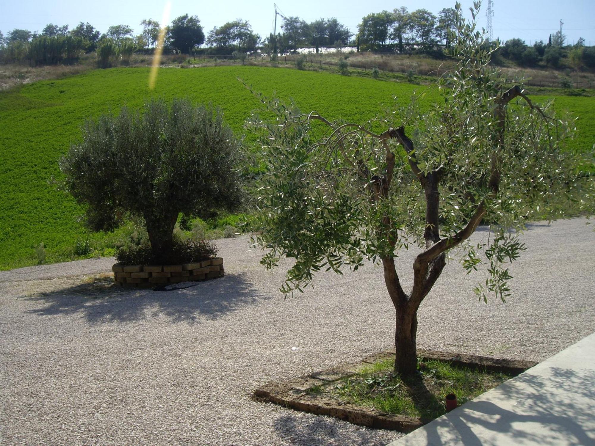 Agriturismo Il Borgo Degli Ulivi Roseto Degli Abruzzi Exterior foto
