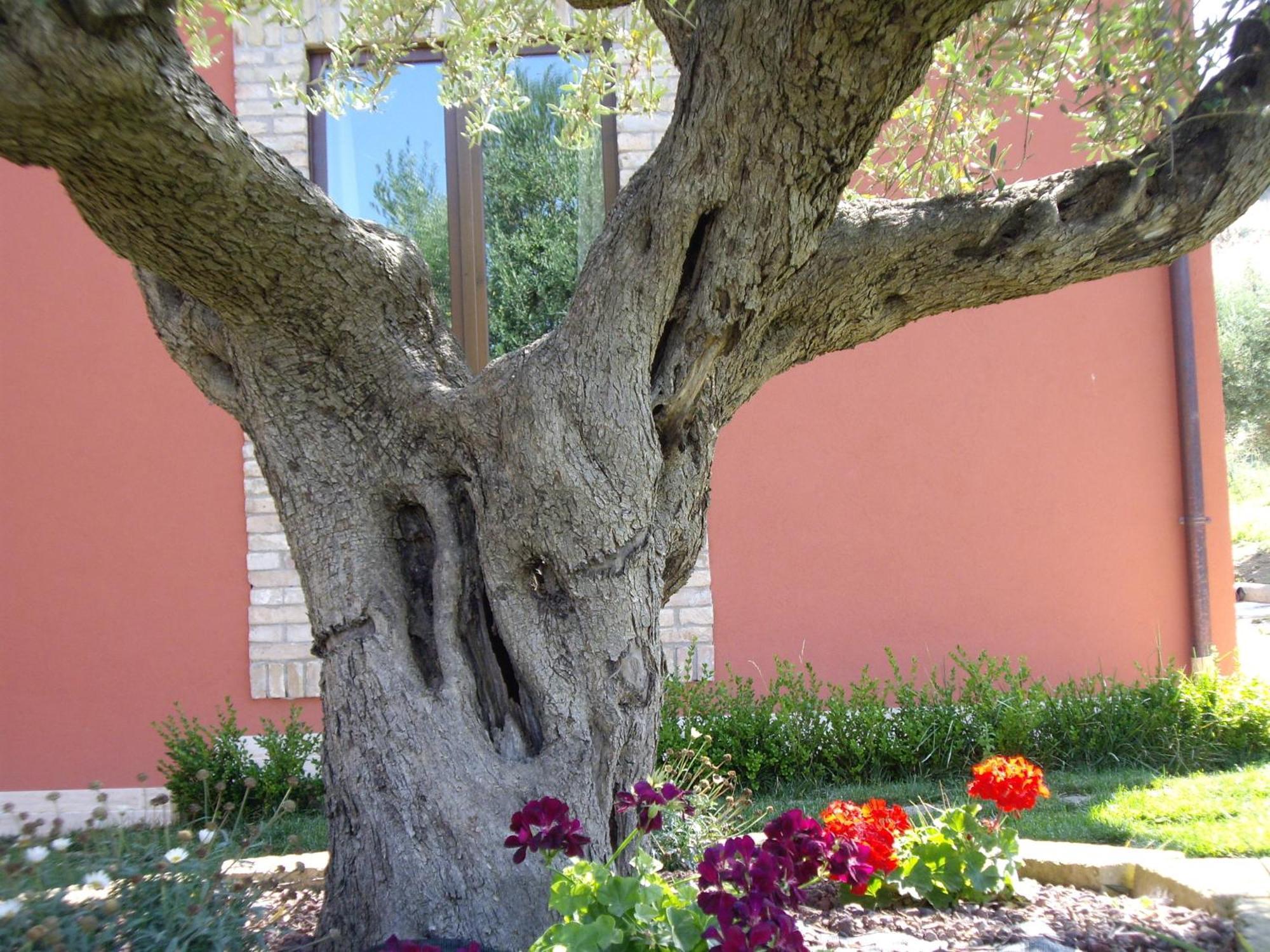 Agriturismo Il Borgo Degli Ulivi Roseto Degli Abruzzi Exterior foto
